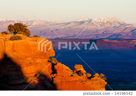 Canyonlands National Park, Utah, USA 14196542