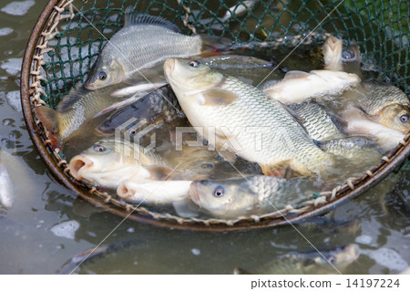 harvesting pond harvesting pond 14197224
