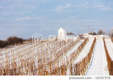 winter vineyard near Hnanice, Southern Moravia, Czech Republic winter vineyard near Hnanice, Southern Moravia, Czech Republic 14197378