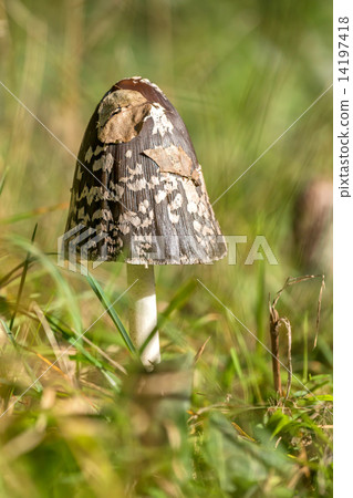 Shaggy ink cap (Coprinus comatus) 14197418