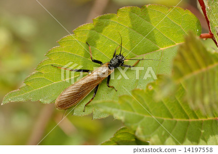 A type of killer whale 14197558