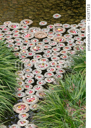 小雞下沉 14197718