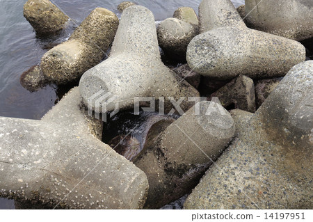 Tetrapod Tetrapod 14197951