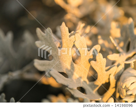 Shirota leaf leaf 14198096