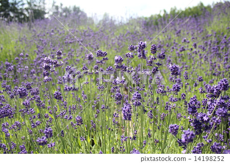 lavender 14198252