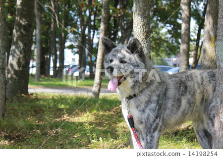 Akita dog  14198254