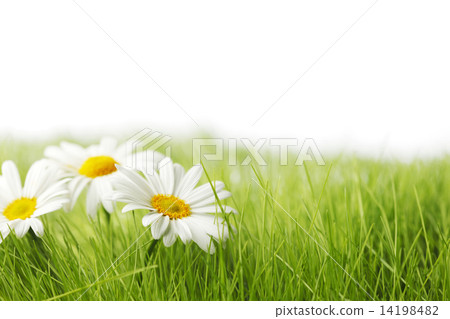 Spring meadow with daisies 14198482