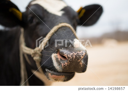 牛的鼻子 牛的鼻子 14198657