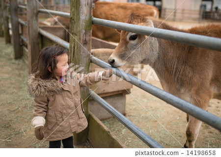 接觸母牛的女孩 接觸母牛的女孩 14198658