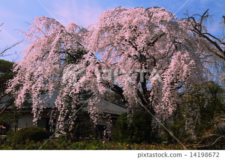 佛教櫻桃樹在中間房子裡 14198672