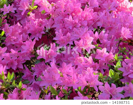 杜鵑花也是一個春季。紫色杜娟花花。 14198731