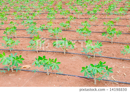 Cassava manioc plant in farmland 14198830