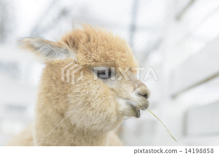 羊駝的肖像 14198858