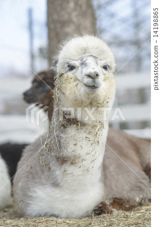 羊駝的肖像 羊駝的肖像 14198865