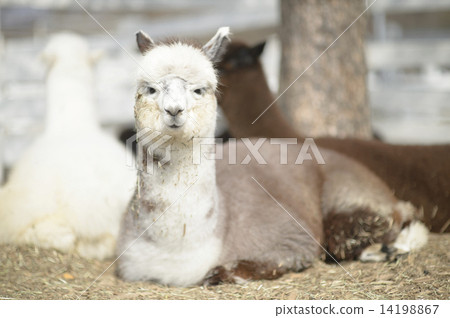 Alpaca's portrait 14198867