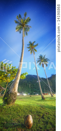 Coconut palms. Thailand 14198868