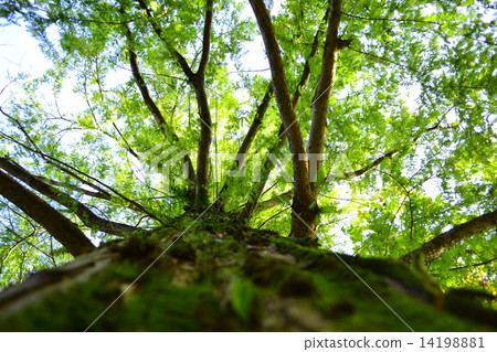 wood wood 14198881