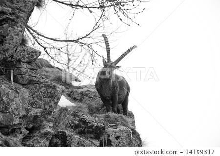 Deer ibex long horn sheep Steinbock in black and white 14199312