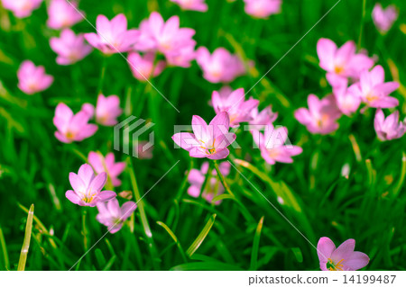 Zephyranthes Lily, Rain Lily, Fairy Lily, Little Witches Zephyranthes Lily, Rain Lily, Fairy Lily, Little Witches 14199487