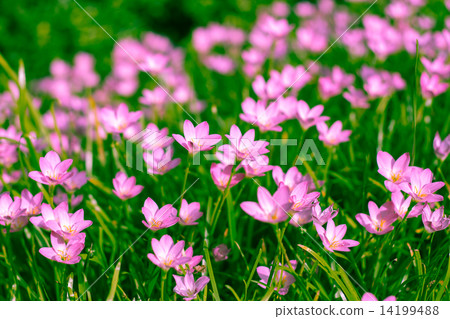 Zephyranthes Lily, Rain Lily, Fairy Lily, Little Witches Zephyranthes Lily, Rain Lily, Fairy Lily, Little Witches 14199488