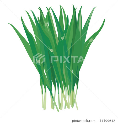 Barley young leaves Barley young leaves 14199642