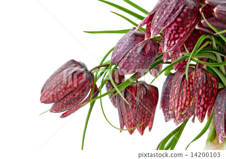 Fritillaria meleagris 14200103