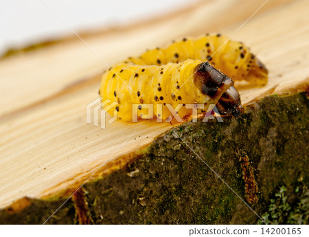 little woodworm lies little woodworm lies 14200165