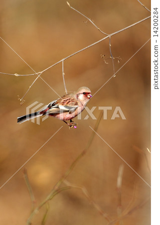 長尾雀 長尾雀 14200284