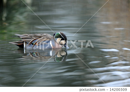 Tomoegamo 14200309
