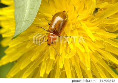 玉米根蟲 14200858