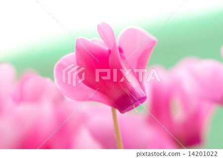 仙客來 仙客來 14201022