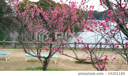 Sakuri Bairin 14201180