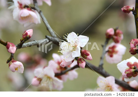 White plum blossoms White plum blossoms 14201182