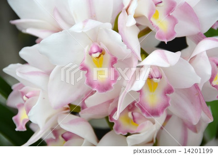 Cymbidium 14201199