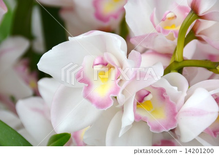 Cymbidium 14201200