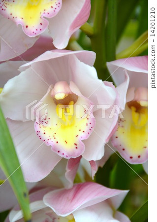 Cymbidium 14201210