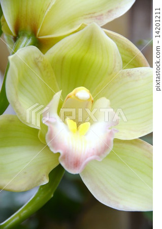 Cymbidium Cymbidium 14201211