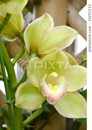 Cymbidium Cymbidium 14201212