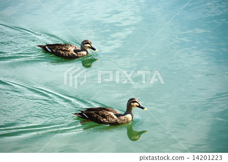 鴨冬鳥 14201223
