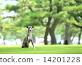 Pine and dog 14201228