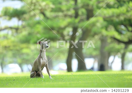 Pine and dog 14201229