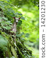 Dog in nature 14201230