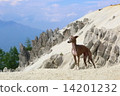 Mountains and dogs 14201232