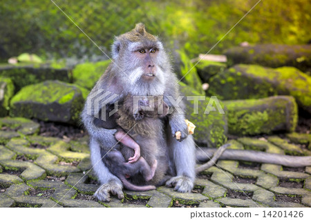 Long Tailed Macaque with her Infant 14201426