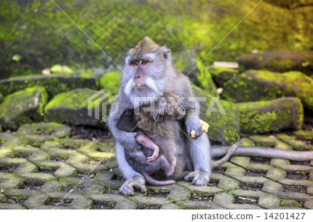 Long Tailed Macaque with her Infant 14201427