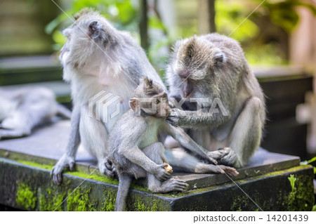 Long Tailed Macaque with her Infant Long Tailed Macaque with her Infant 14201439