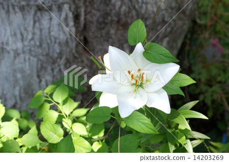 White lily (sleeping garden of sleeping) 14203269