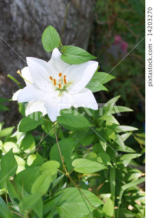 White lily (sleeping garden of sleeping) White lily (sleeping garden of sleeping) 14203270