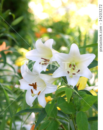 White lily (sleeping garden of sleeping) White lily (sleeping garden of sleeping) 14203272