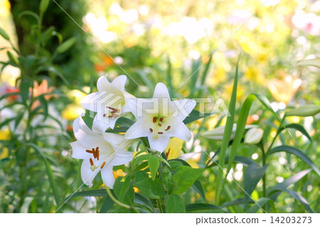 White lily (sleeping garden of sleeping) White lily (sleeping garden of sleeping) 14203273